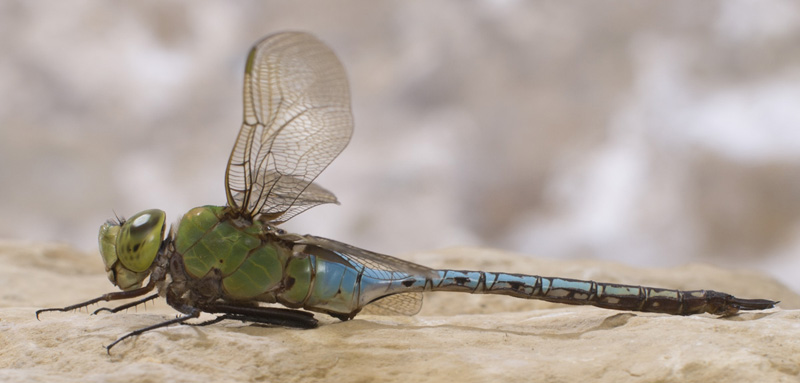 Dragonfly-4